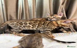 Bengal cats for sale: Adorable Bengal kittens - Image 10