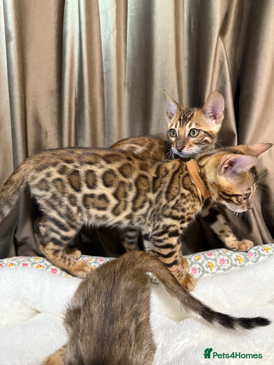 Bengal cats for sale: Adorable Bengal kittens - Image 10