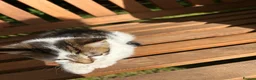 Mixed Breed cats for sale: Beautiful kittens for sale - Advert 13