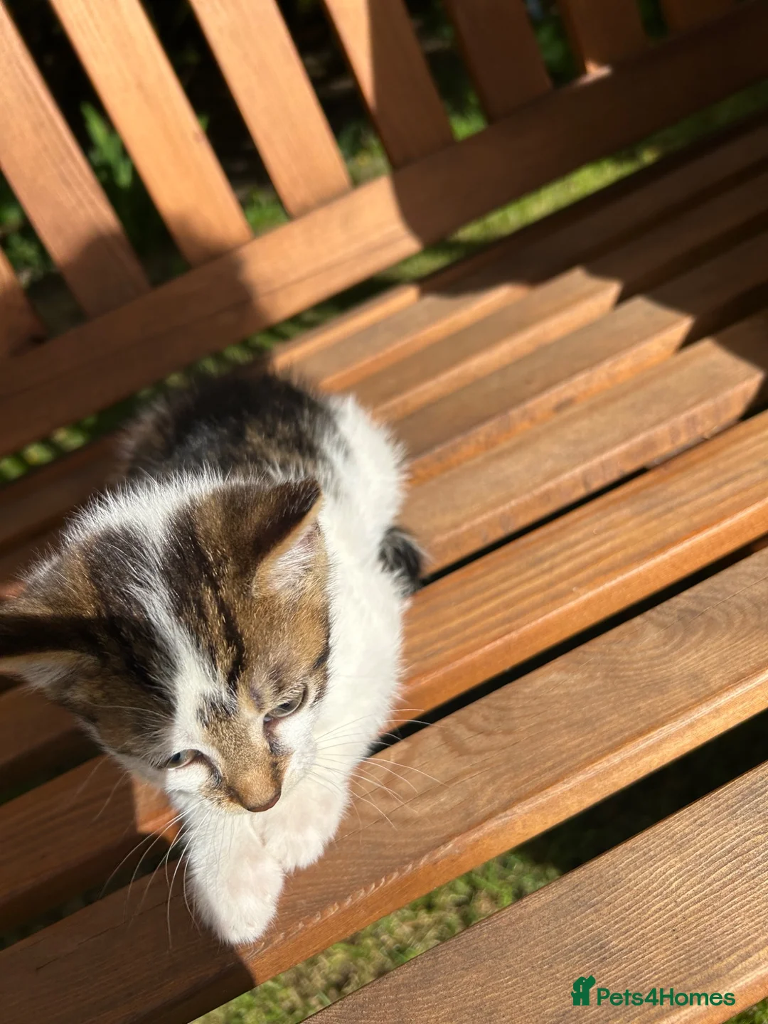 Mixed Breed cats for sale: Beautiful kittens for sale - Advert 13