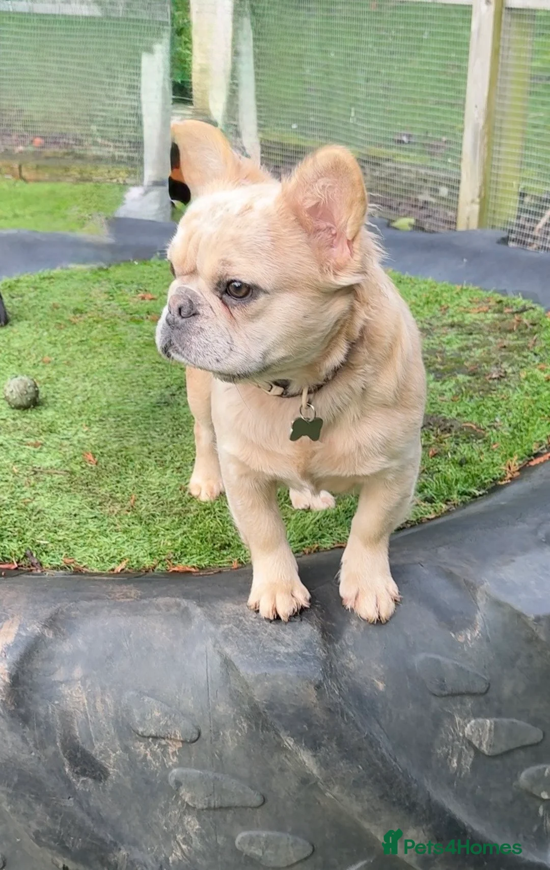 French Bulldog dogs for sale: Blue fawn Merle fluffy female, almost  11 months  - Advert 8