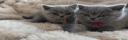 British Shorthair cats for sale: Gccf registered blue BSH kittens - Advert 18
