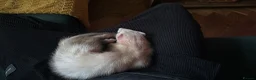 Ferret rodents for sale: Additional need you ferret needs loving home in Enfield - Advert 1