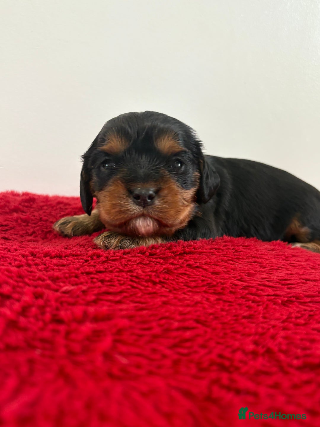 Cavalier King Charles Spaniel dogs for sale: Kc & health tested ckcs puppies - Advert 3