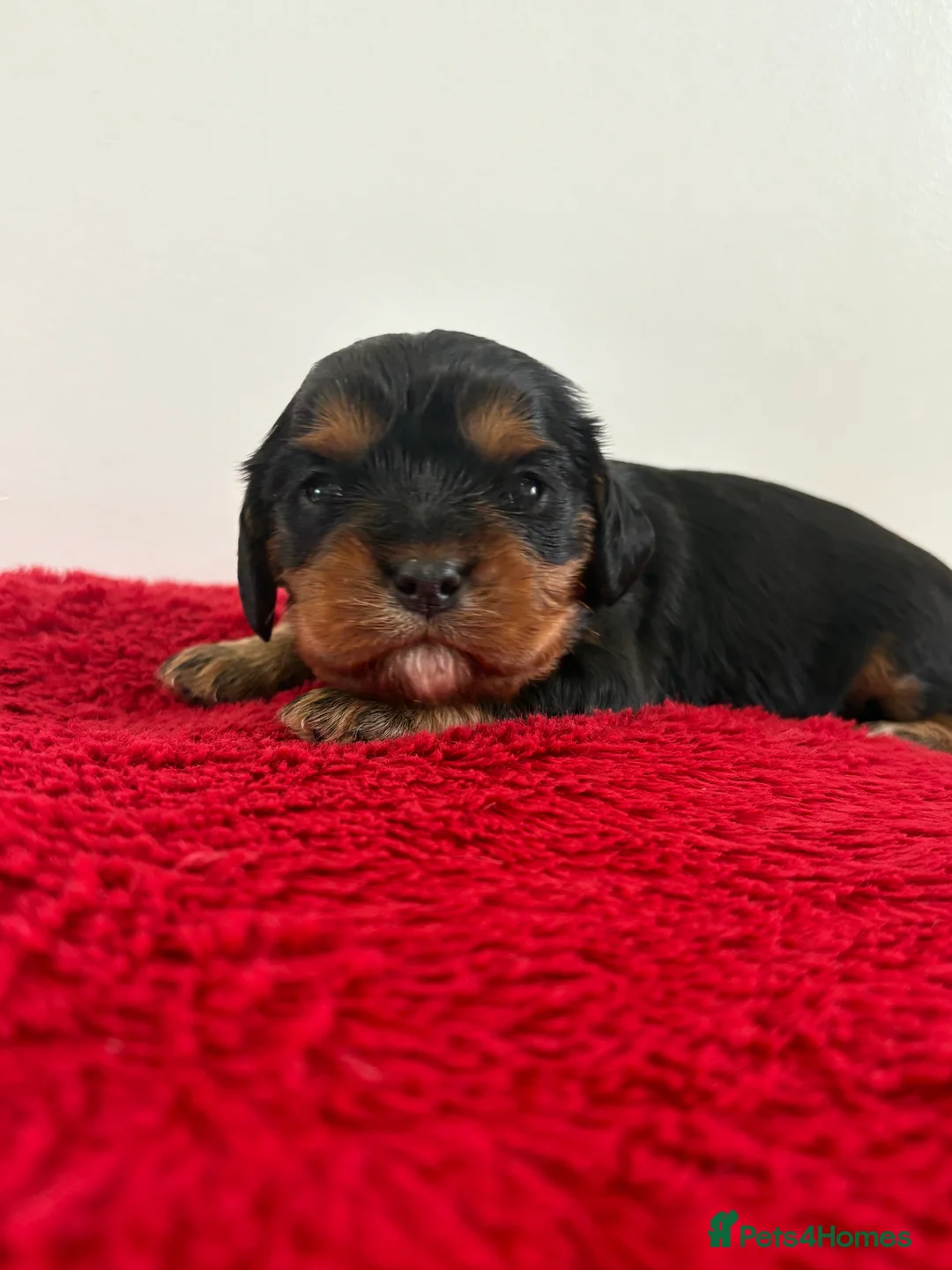 Cavalier King Charles Spaniel dogs for sale: 1 tri girl left - kc & health tested parents ❤️ - Advert 13