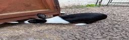 Dutch rabbits for sale: Black and white rabbit  in Lockerbie - Advert 2