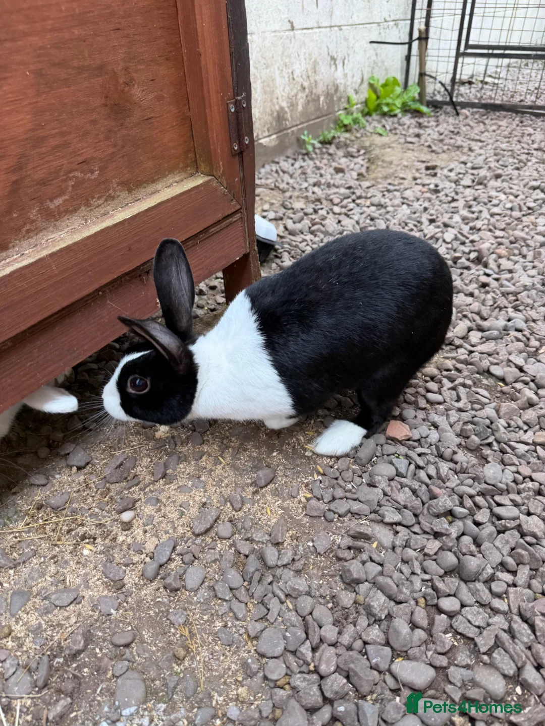 Dutch rabbits for sale: Black and white rabbit  in Lockerbie - Advert 2