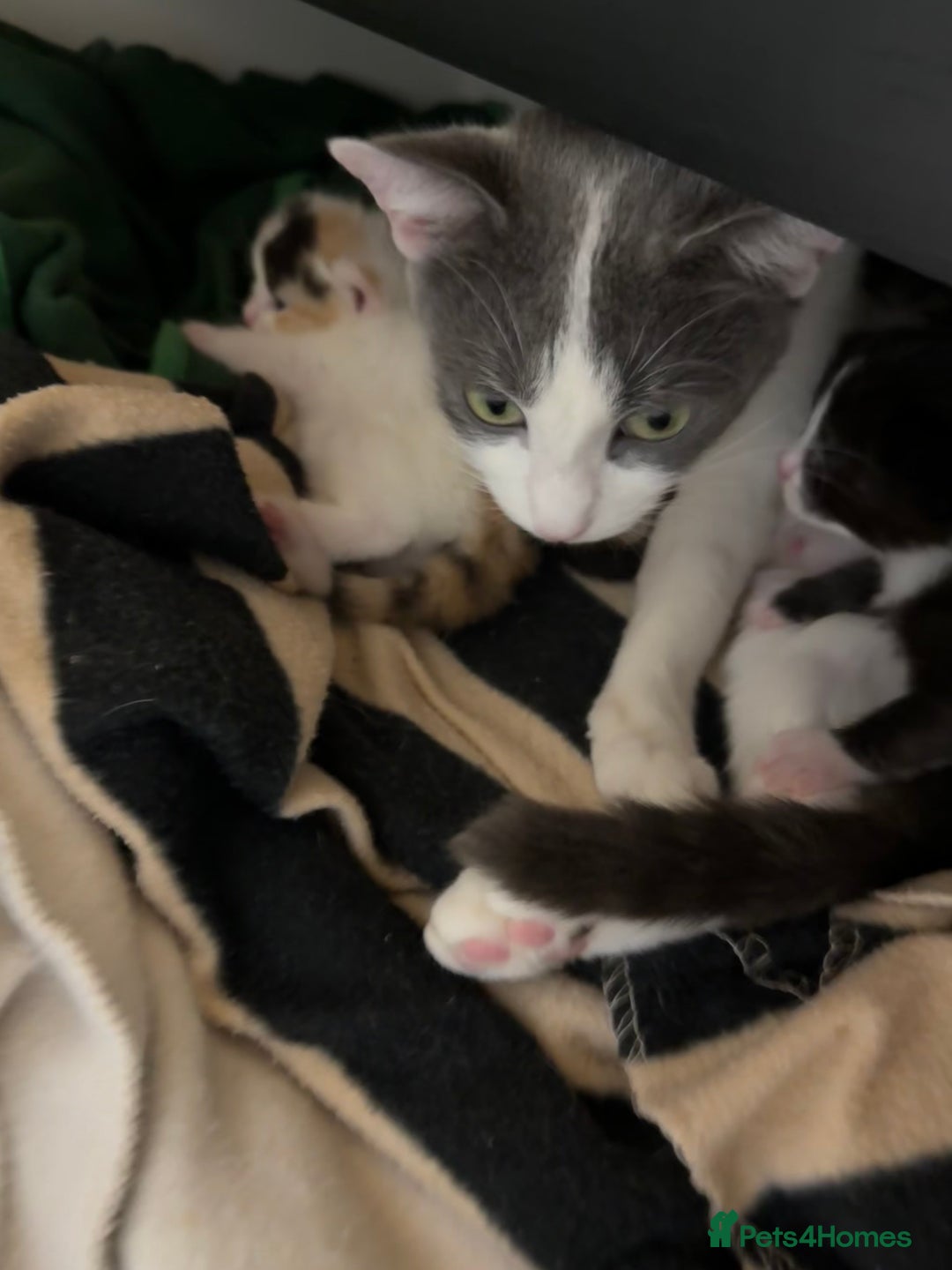 Mixed Breed cats for sale: Cute 4 kittens looking for loving home - Advert 9