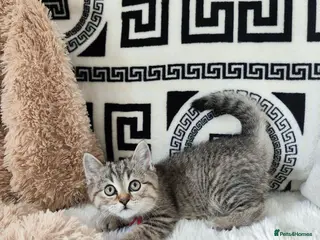 British Longhair cats Holiday price British Longhair& Shorthair Girls - Advert 6