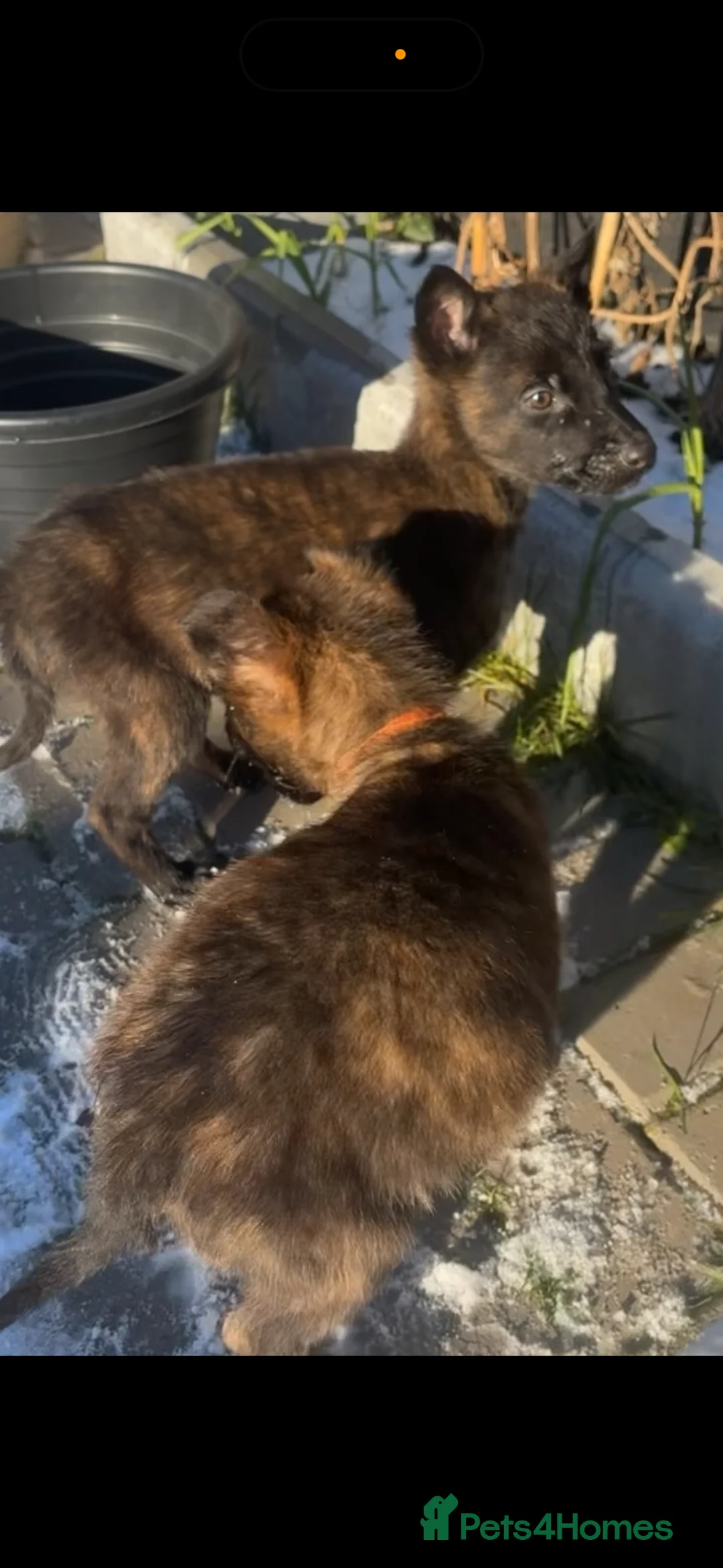 Mixed Breed dogs for sale: Dutch herder x Belgium malinois  - Advert 7