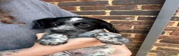 Mixed Breed dogs for sale: ONLY 4 BITCH PUPPIES LEFT - READY NOW - Advert 10
