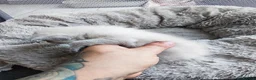 Mixed Breed cats for sale: Beautiful Sphynx x ragdoll kittens  - Advert 26
