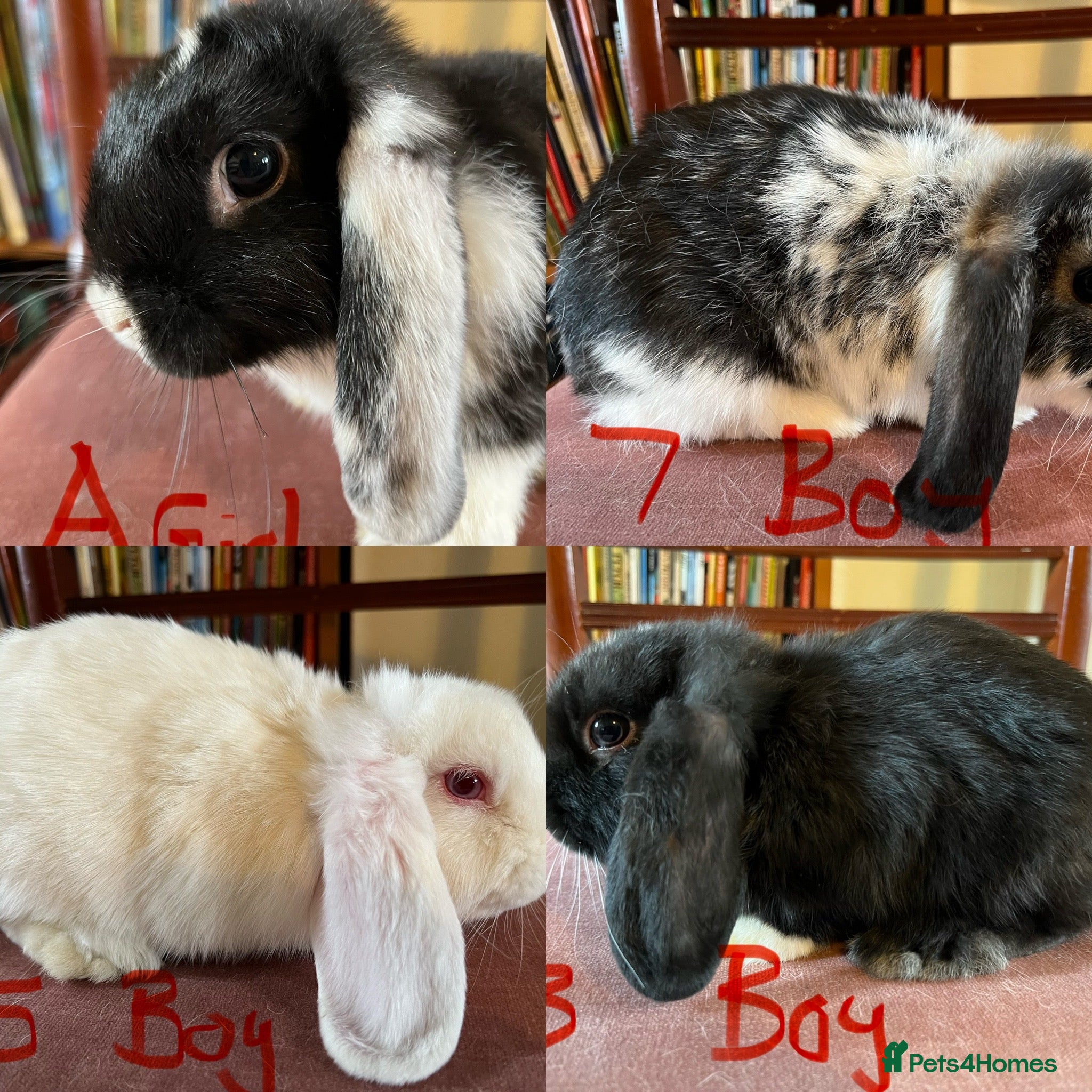 Mini Lop rabbits Lovely Mini Lop Babies - Advert 1