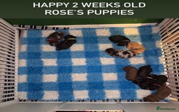 Sproodle dogs for sale: 10 fb2 Sproodles puppies  - Image 7