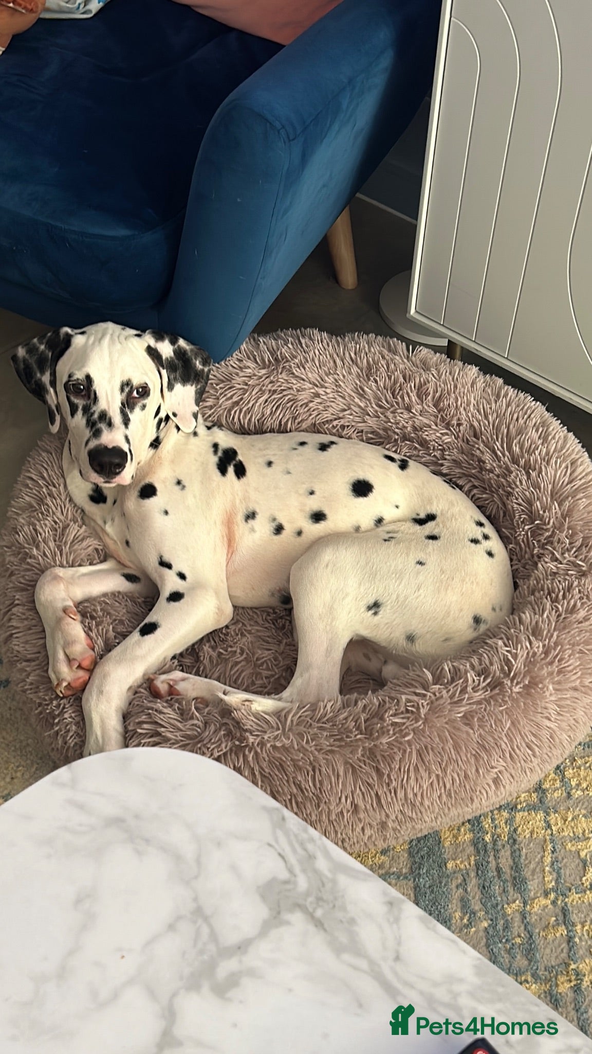 Dalmatian dogs Beautiful 6 month old Dalmatian Lucky - Advert 3