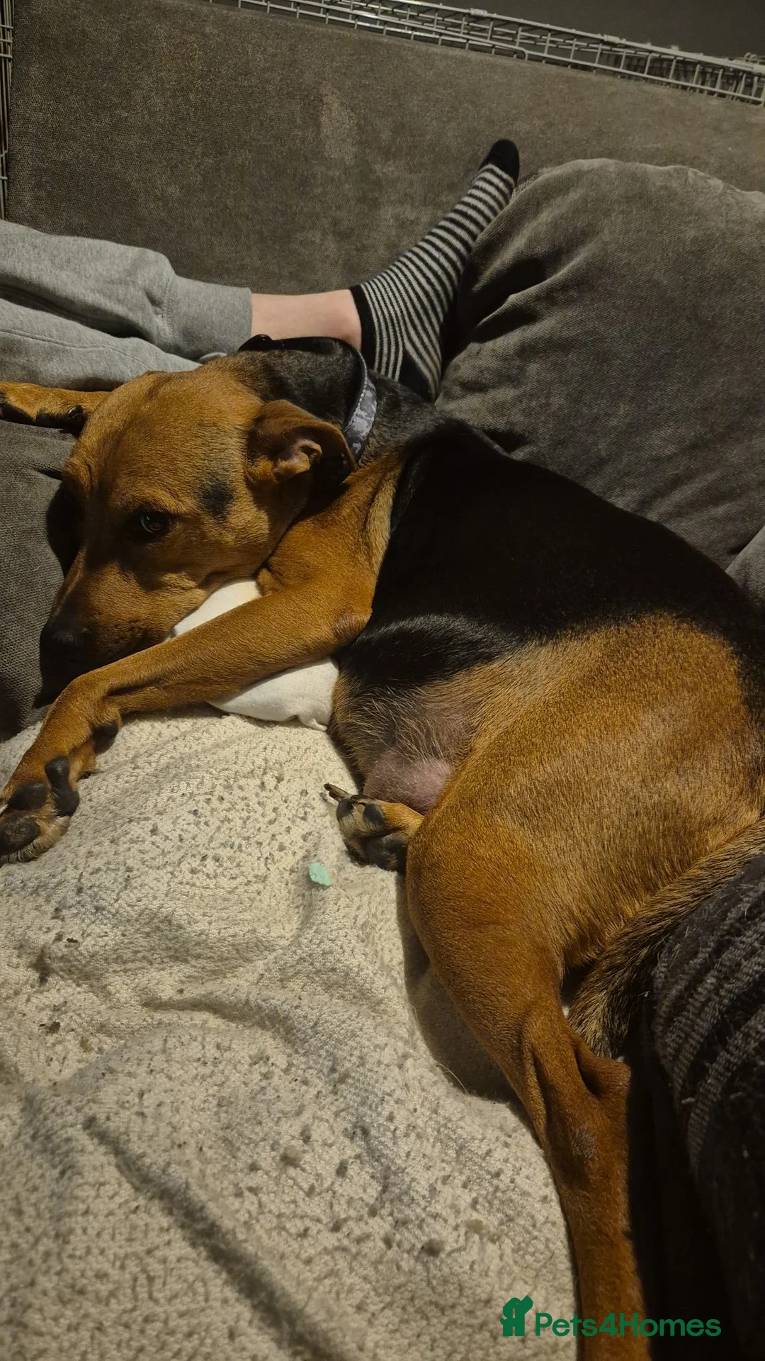 Mixed Breed dogs for sale: Beautiful staffy crosses in Birmingham - Advert 2