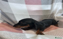 Dachshund dogs for sale: Dachshund puppies - Image 19
