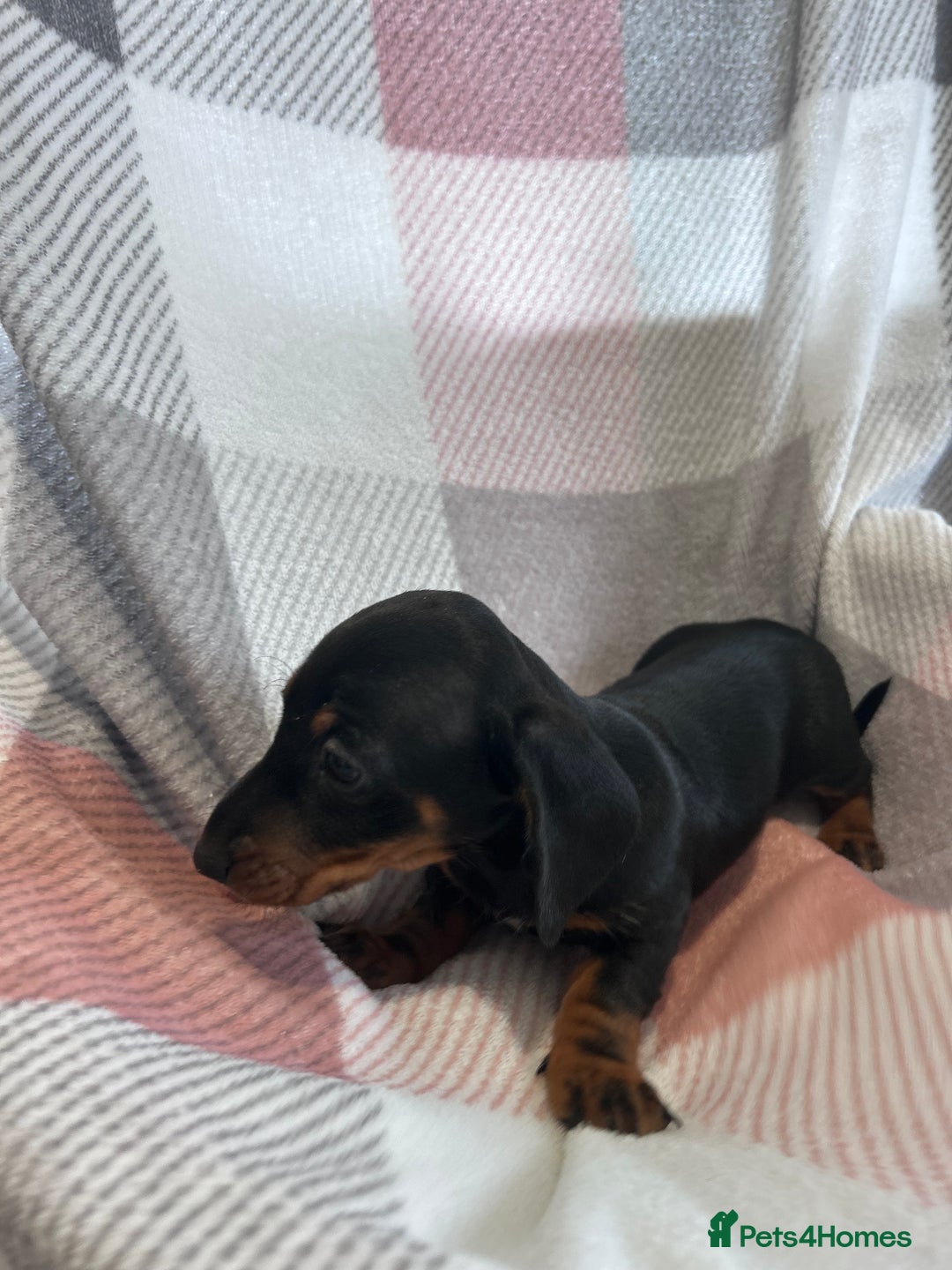 Dachshund dogs for sale: Dachshund puppies - Image 19