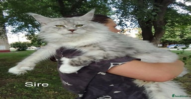 Maine Coon cats - Advert 15