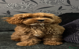 Cavapoo dogs for sale: Male cavapoo for sale  - Advert 1