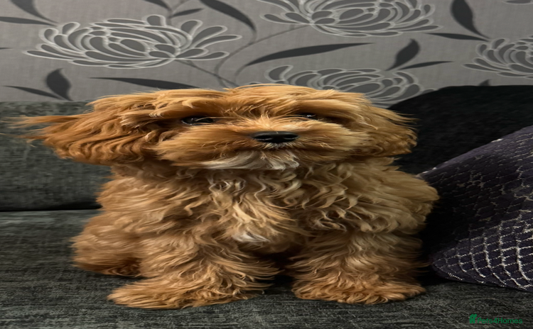 Cavapoo dogs Male cavapoo for sale  - Advert 5