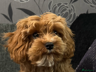 Cavapoo dogs Male cavapoo for sale - Advert 1