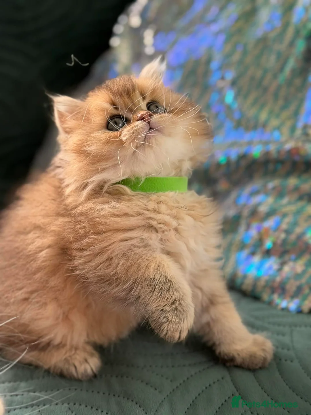 British Longhair cats for sale: CHUNKY, BEAUTIFUL BLH GOLDEN KITTENS  - Advert 16