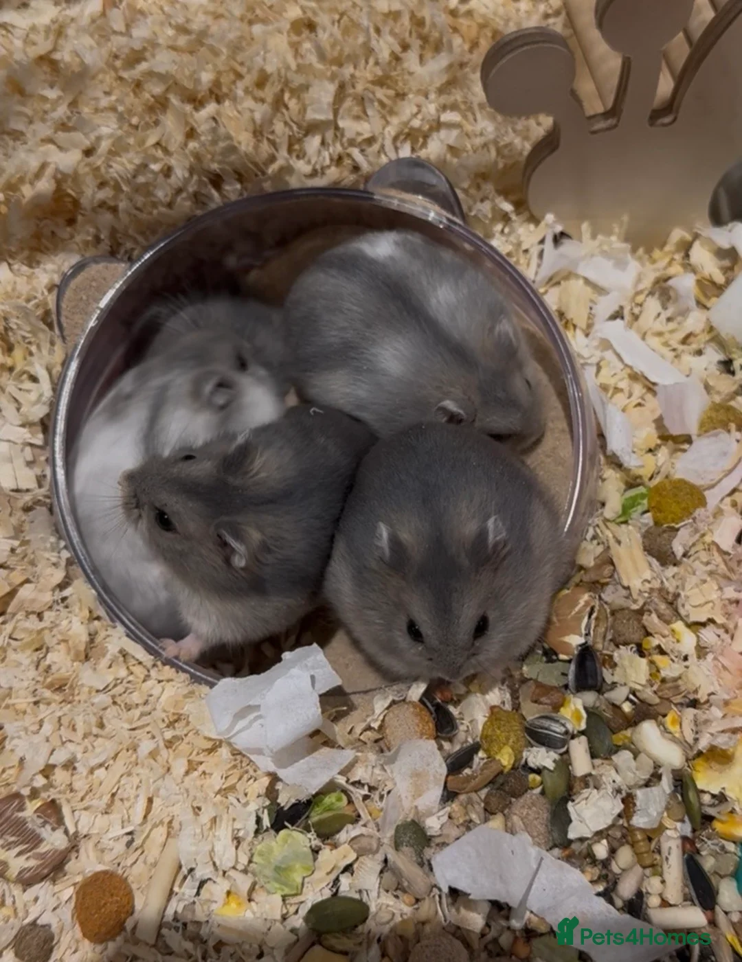 Hamster rodents for sale: Pedigree Winter White pups  - Advert 2