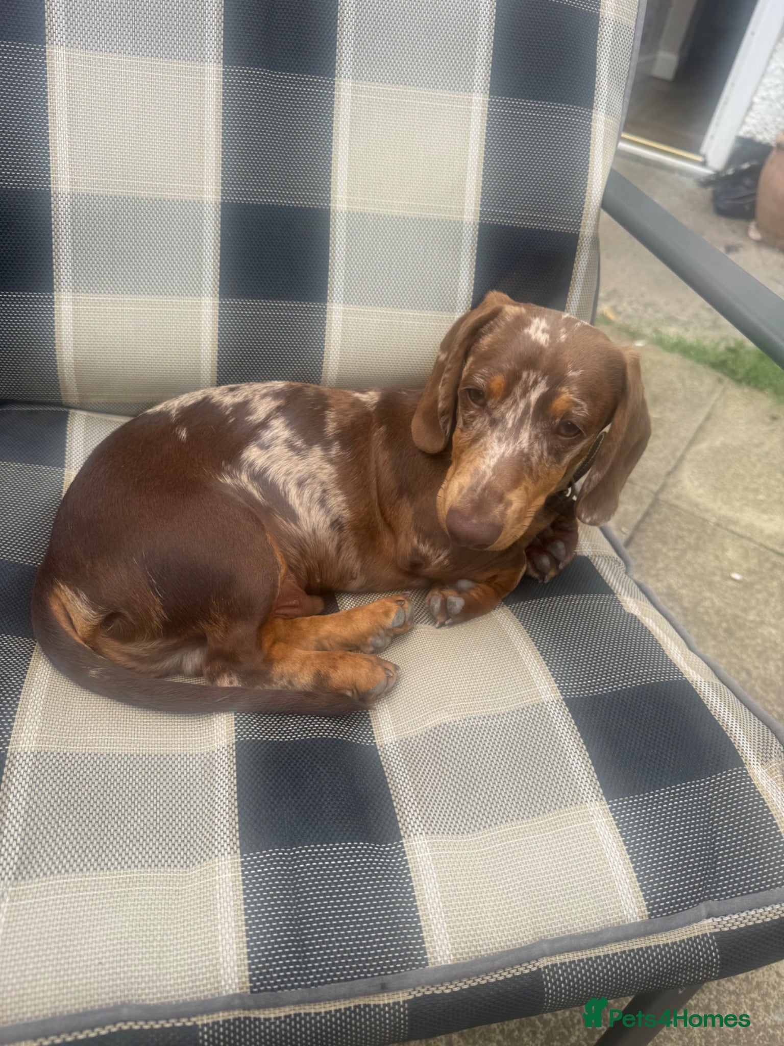 Miniature Dachshund dogs Miniature Dachshund   - Advert 6