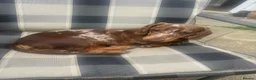 Miniature Dachshund dogs for sale: Miniature Dachshund   in Otley - Advert 1