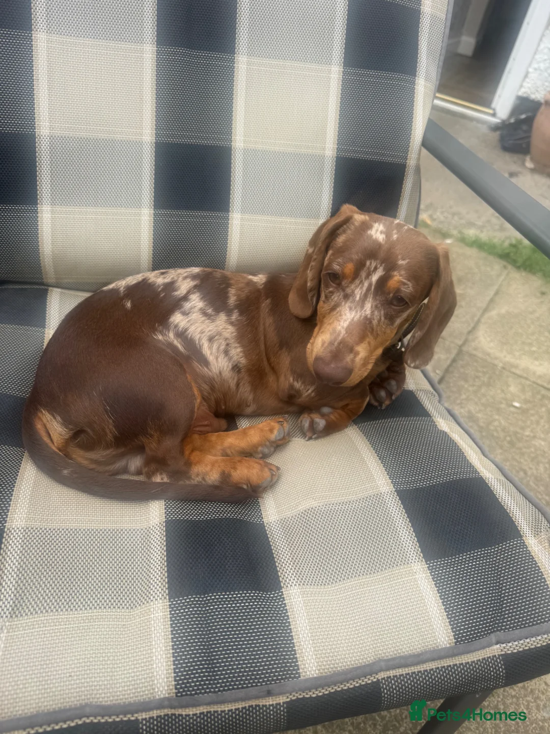 Miniature Dachshund dogs for sale: Miniature Dachshund   in Otley - Advert 1