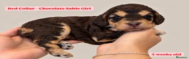 Cockapoo 6 - Red Collar - Chocolate Sable