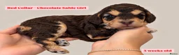 Cockapoo dogs for sale: Extensively DNA Tested Cockapoo Puppies 🧬 - Advert 17
