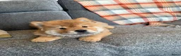 Chow Chow dogs for sale: Beautiful chow and Merle puppies. - Advert 3