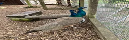 Peafowl poultry for sale: Peacocks/hen - Advert 8
