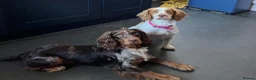 Cocker Spaniel dogs for sale: 6 Beautiful Cocker Spaniel Pups in Scarborough - Advert 18