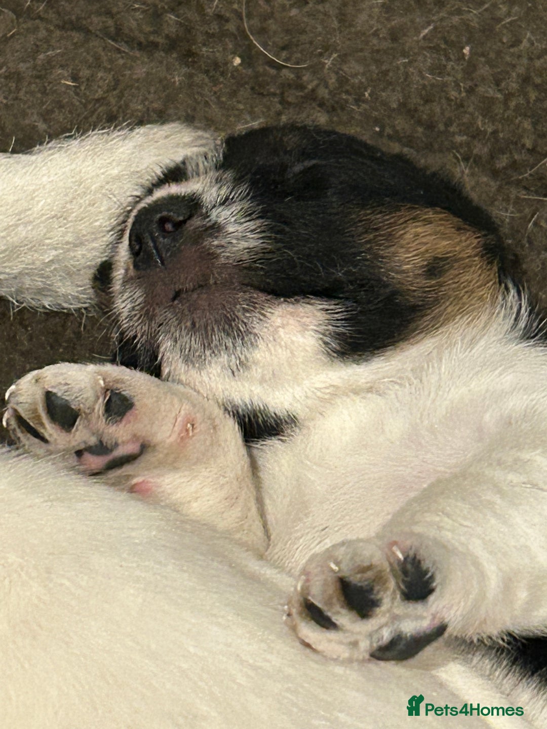 Jack Russell dogs for sale: 3 Lovely jack Russel girls - Image 3