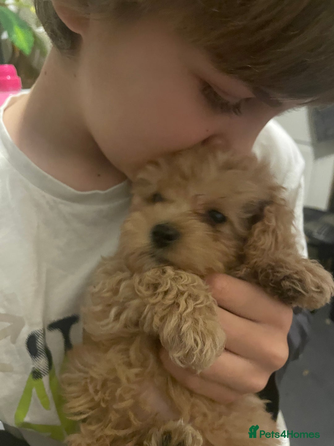 Maltipoo dogs for sale: Stunning Maltipoo Teddy Bear 🧸  - Advert 4