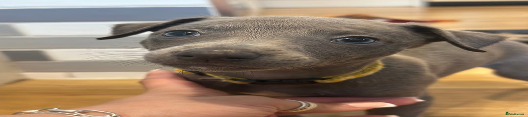Whippet Puppy 5