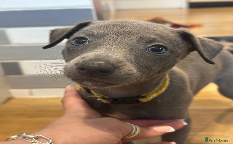 Whippet dogs - Advert 2