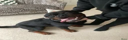 Rottweiler dogs for sale: Male Rottweiler  in Bishop Auckland - Advert 3