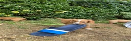 Cocker Spaniel dogs for sale: OFTW Kc working cocker spaniel pups  - Advert 3