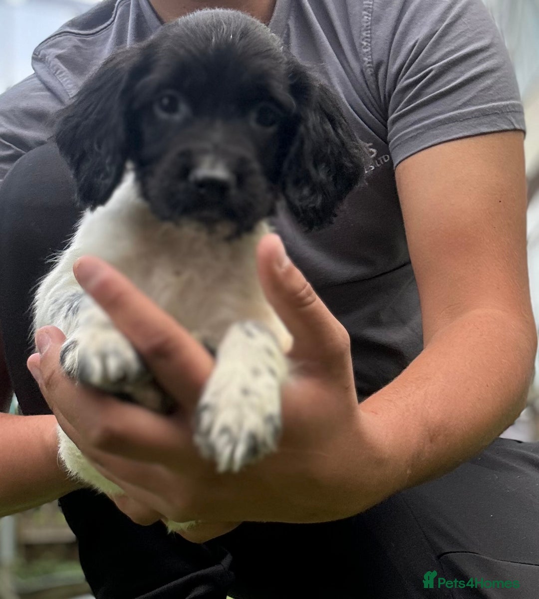 English Springer Spaniel dogs for sale: English springer spaniel puppies 🤎🤎 - Image 3