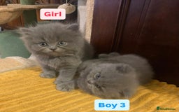 British Longhair cats for sale: British Long/Short Hair Adorable Kittens - Advert 29
