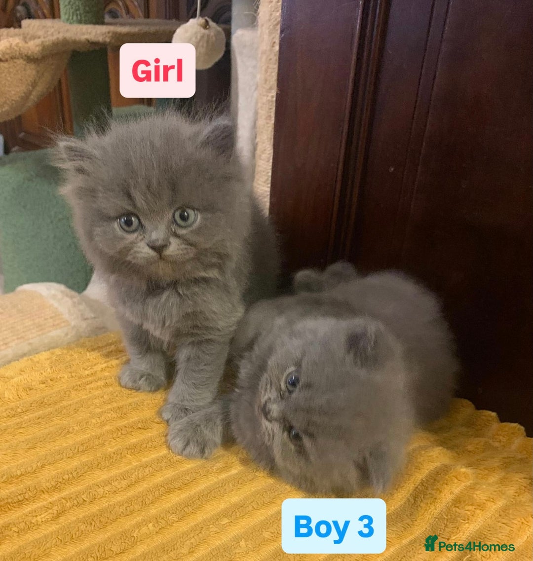 British Longhair cats for sale: British Long/Short Hair Adorable Kittens - Advert 29