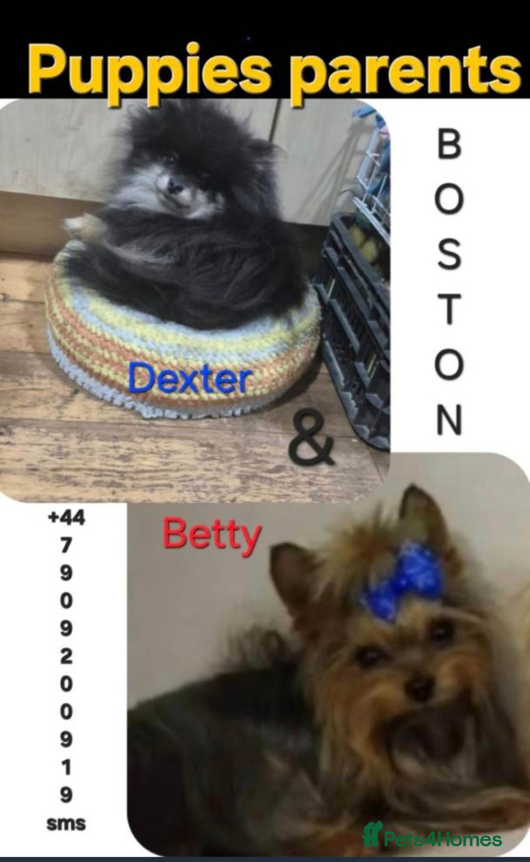 Mixed Breed dogs for sale: For sale Toy Yorkshire&Pomeranian mix boys  🐶  - Advert 4