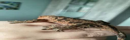Gecko reptiles for sale: Gorgeous super Dalmatian ink spot  - Advert 5