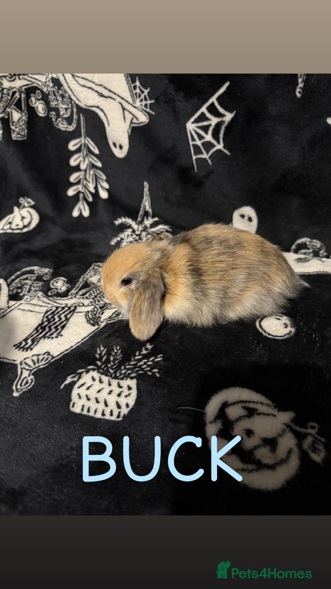 Mini Lop rabbits for sale: 3 Harlequin Mini Lops Available - Advert 7