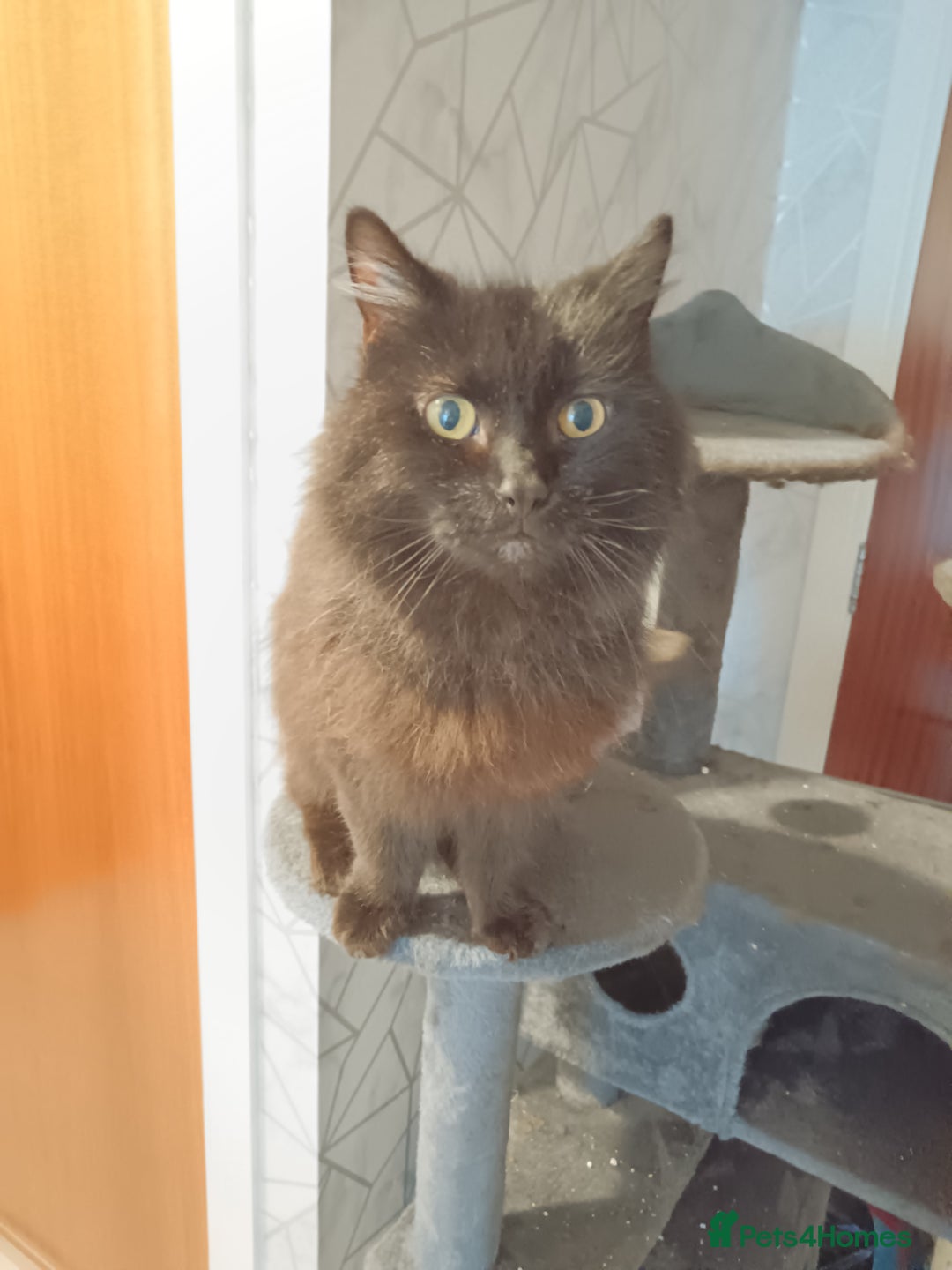 Mixed Breed cats for sale: Free male black cat - Advert 2