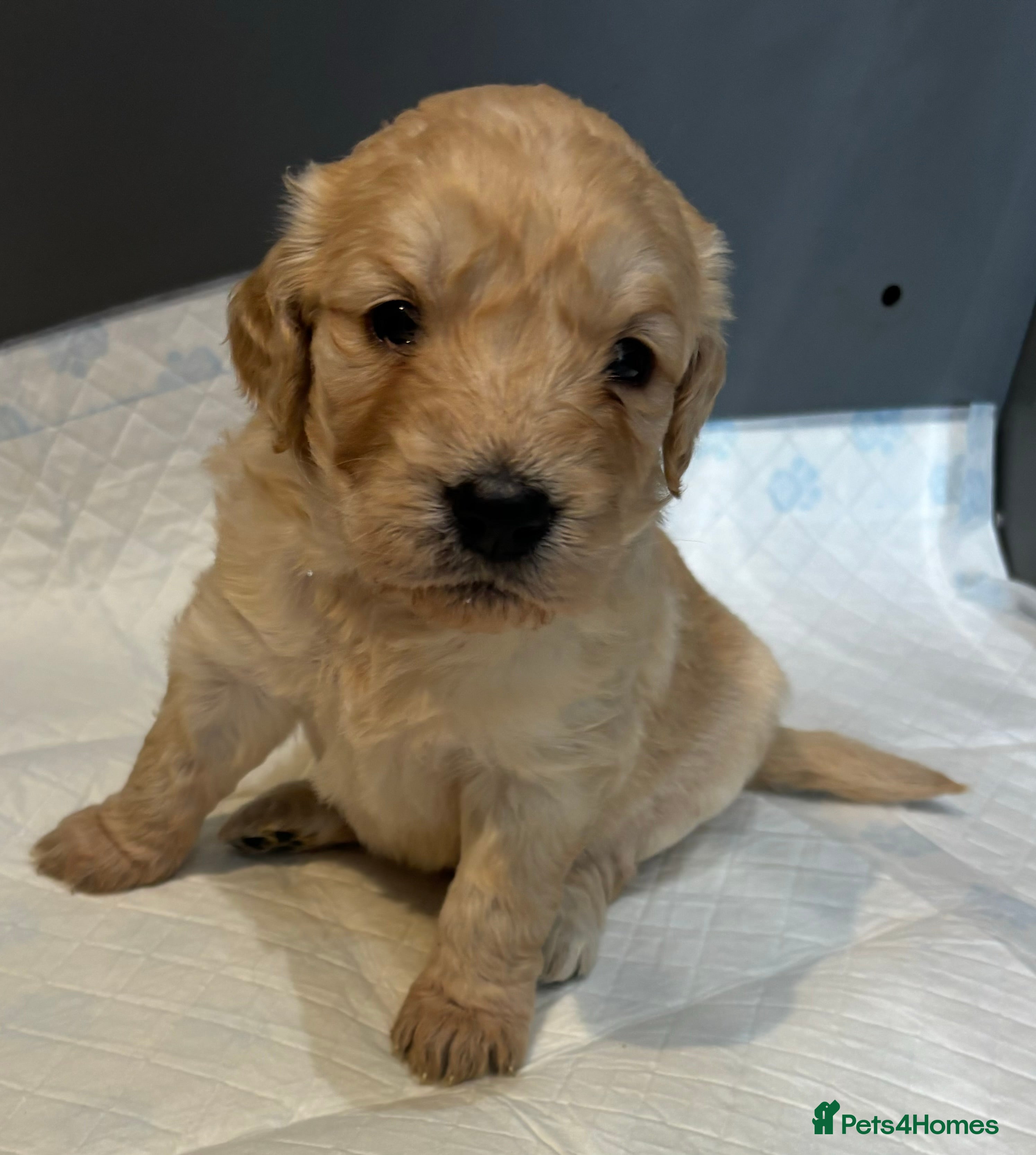 Goldendoodle dogs Gorgeous F1 Golden Doodles ❤️ - Advert 4